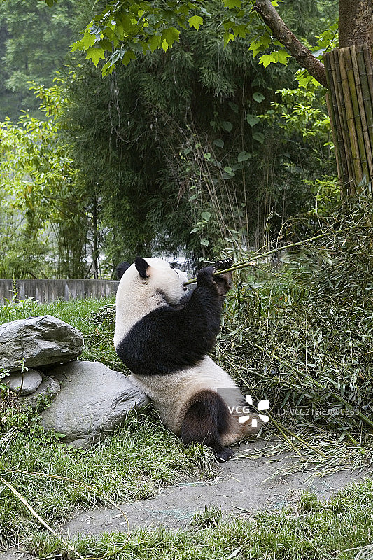 大熊猫图片素材