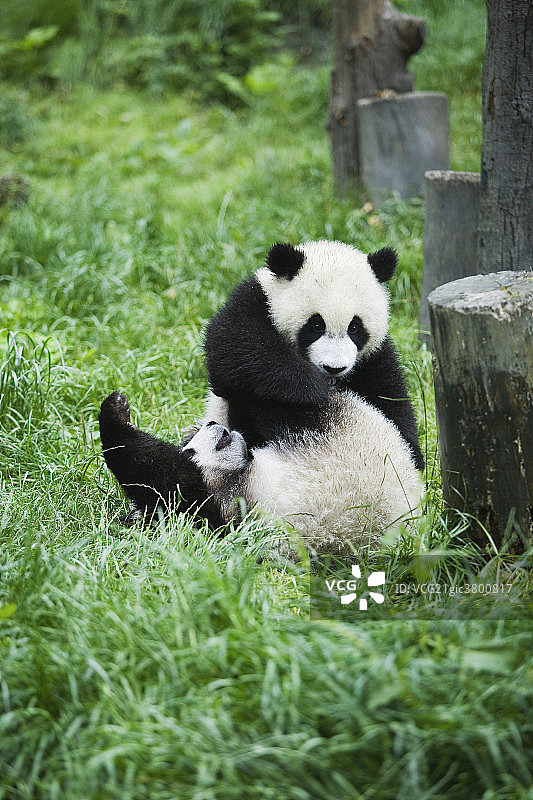 大熊猫图片素材