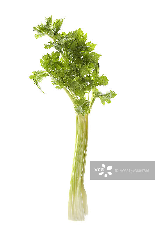 芹菜图片素材