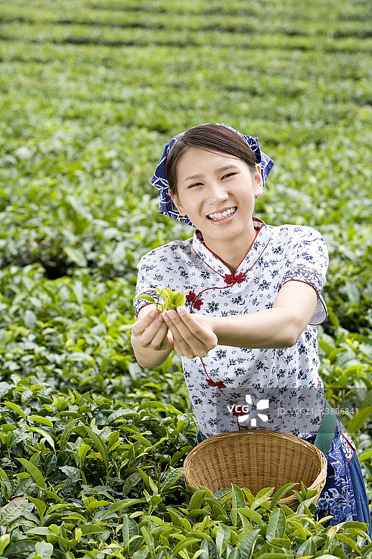 采茶女在茶园采茶图片素材