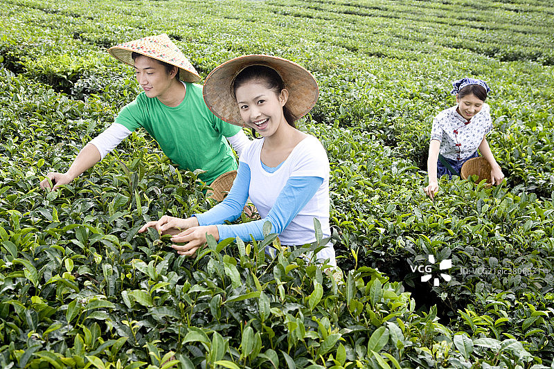 青年男女在茶园采茶图片素材