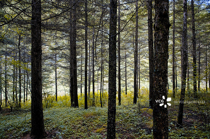 六盘山国家森林公园图片素材