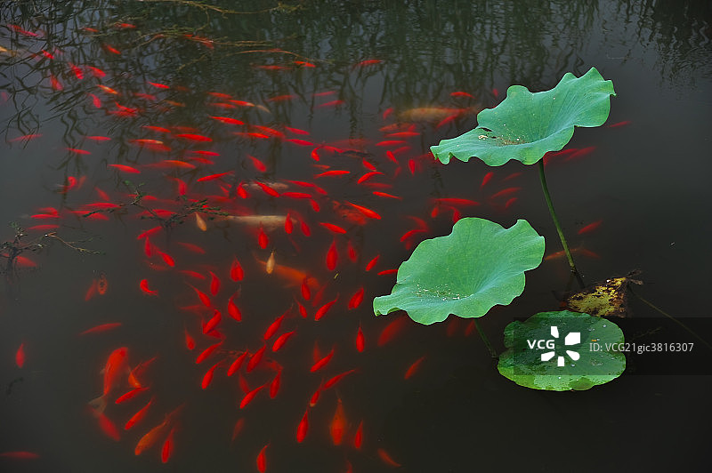 荷花图片素材