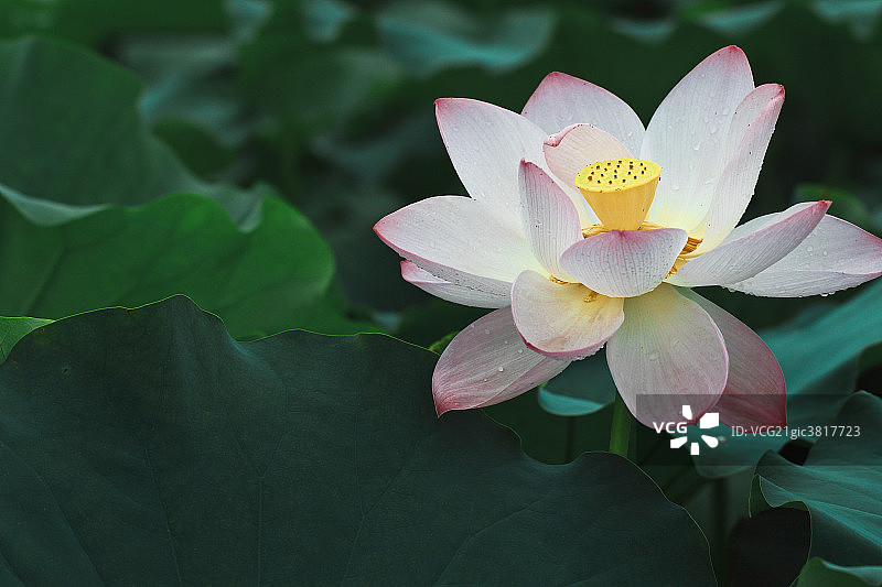 荷花图片素材