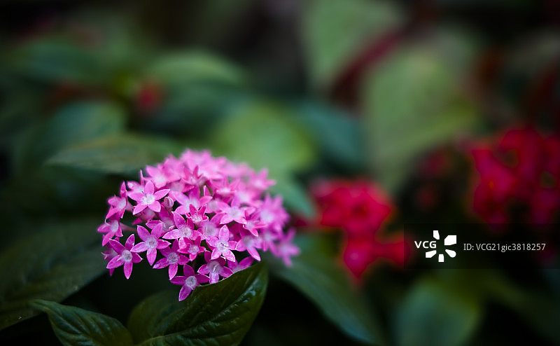 花朵图片素材