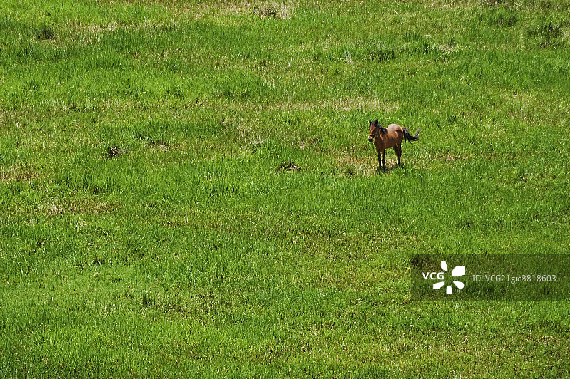 草原风光图片素材