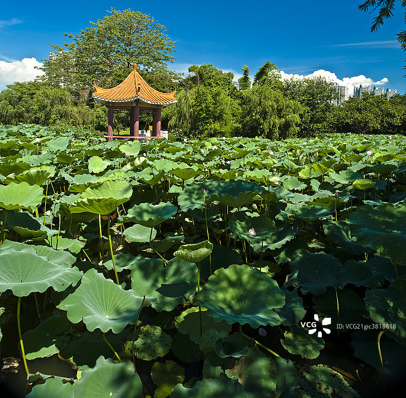 洪湖公园图片素材