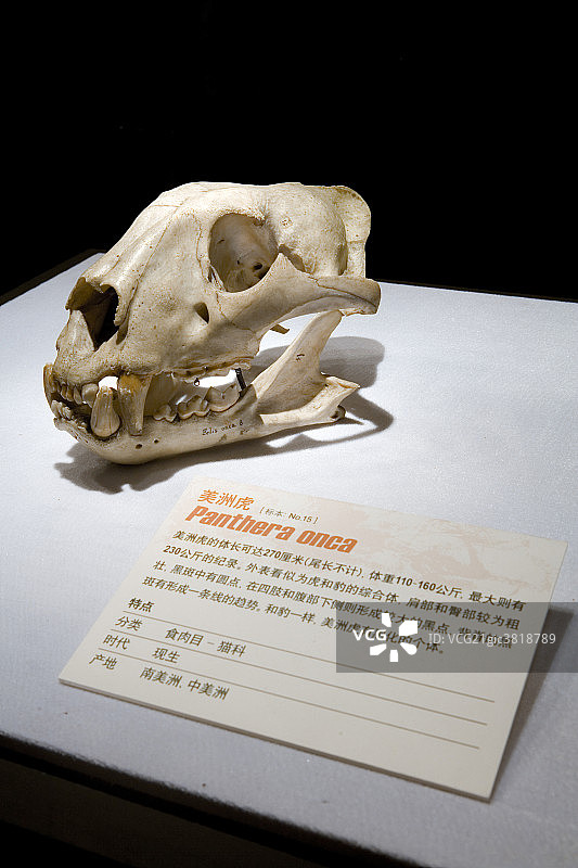 北京奥林匹克公园恐龙岛图片素材