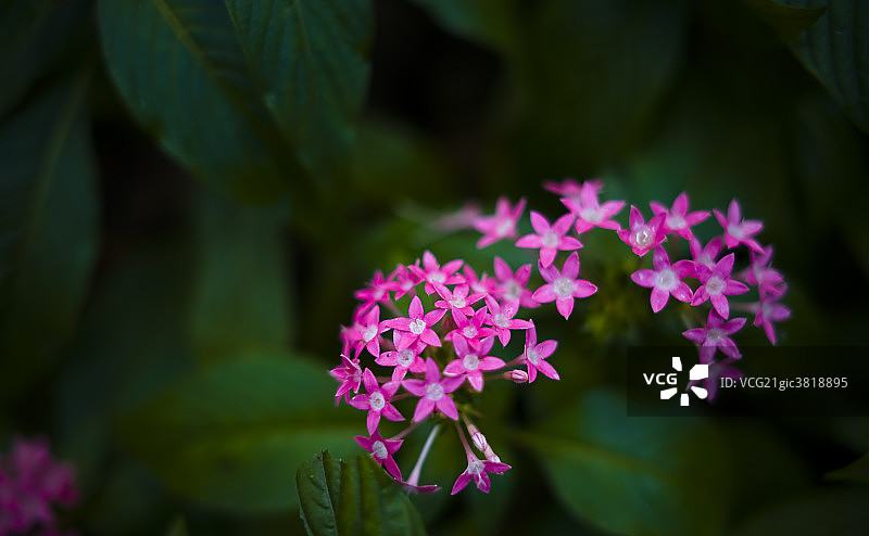 花朵图片素材