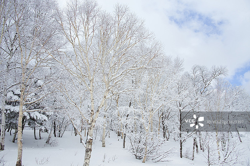 雪后树林图片素材