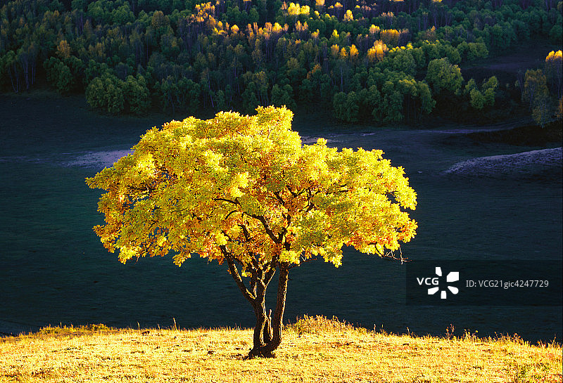 胡杨林图片素材