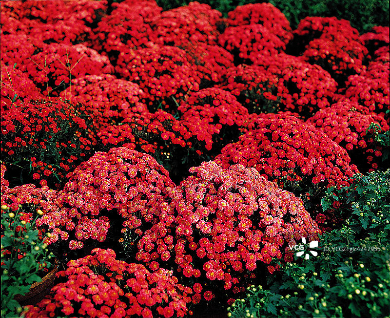 菊花图片素材