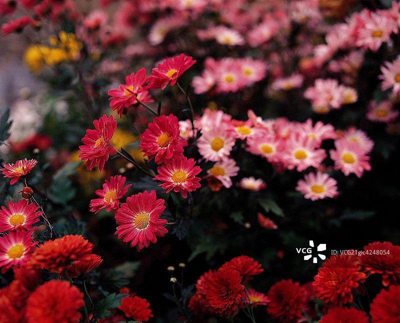 菊花图片素材