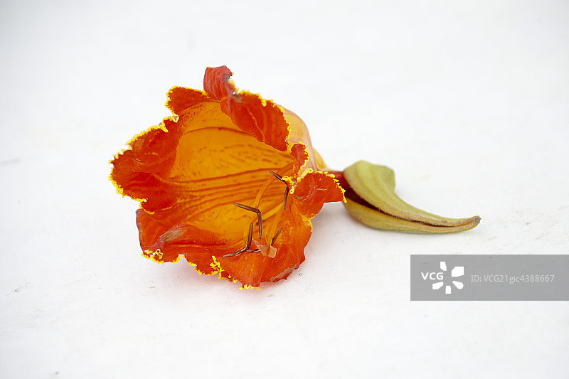 一朵花图片素材