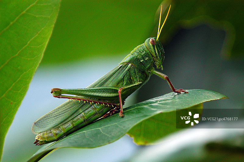 动物蝗虫图片素材