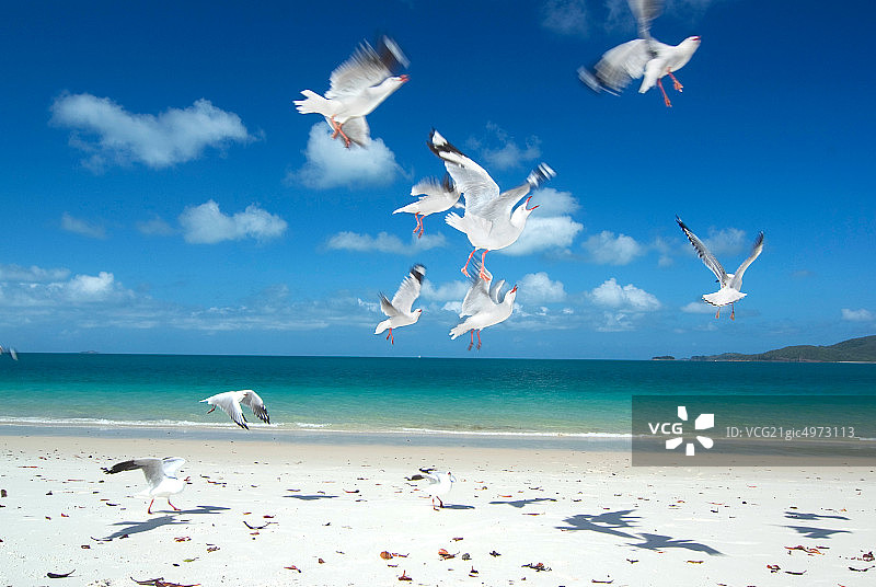 澳大利亚昆士兰州白色天堂海滩图片素材