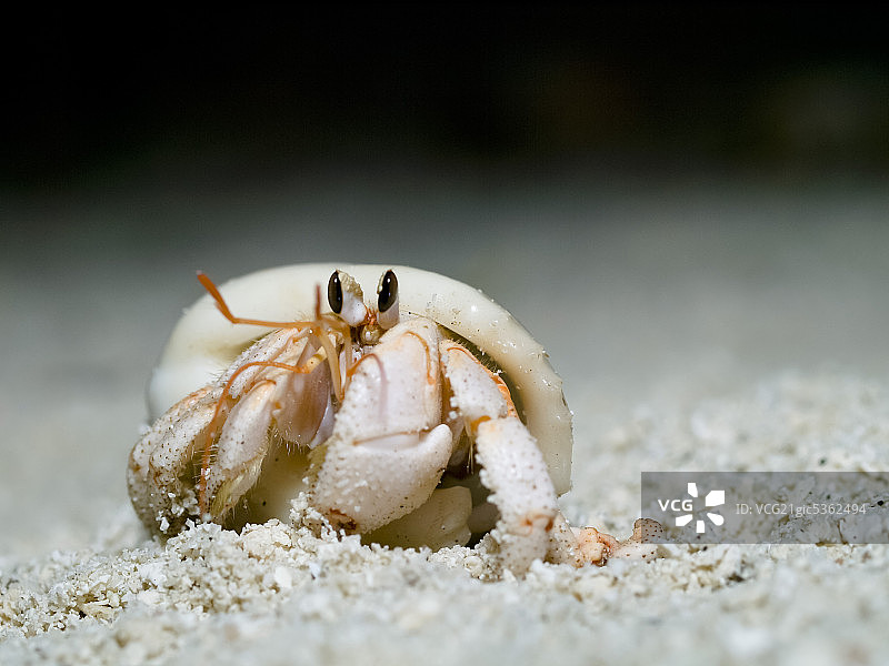 寄居蟹图片素材