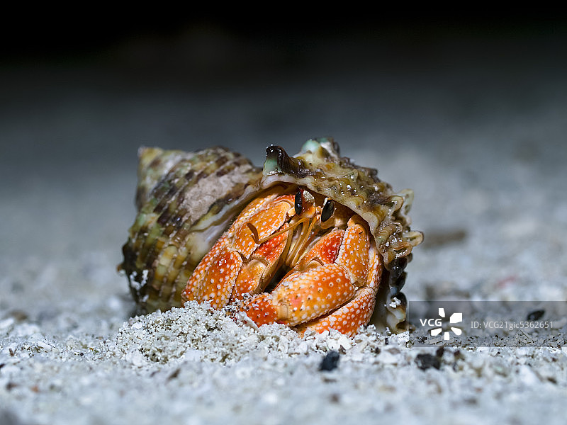 寄居蟹图片素材