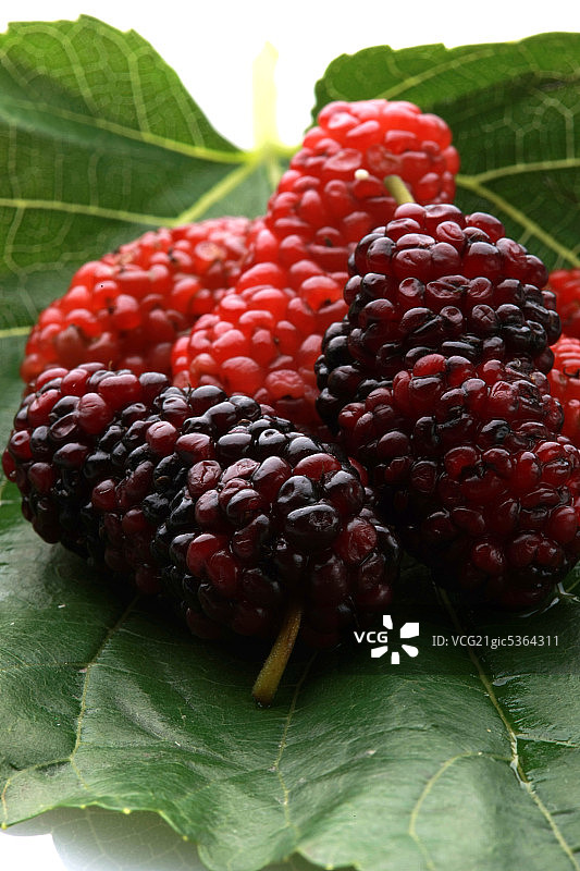 水果桑葚图片素材