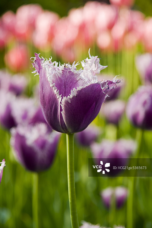 北京中山公园内的郁金香图片素材