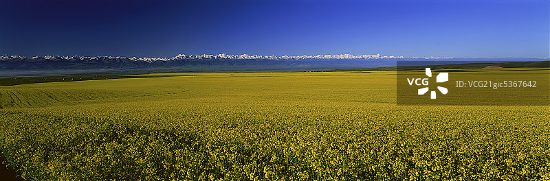 新疆昭苏草原天山图片素材