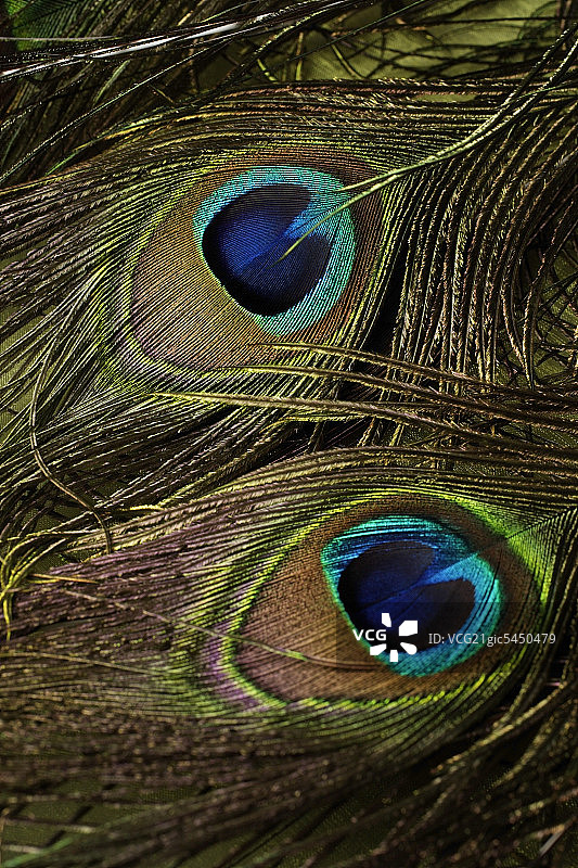 两根孔雀羽毛特写图片素材