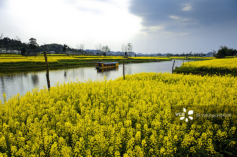 婺源,油菜花图片素材