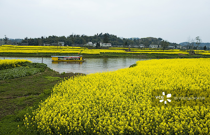 婺源,油菜花图片素材