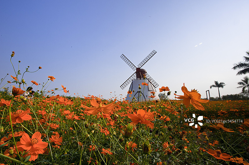 百万葵园风车图片素材