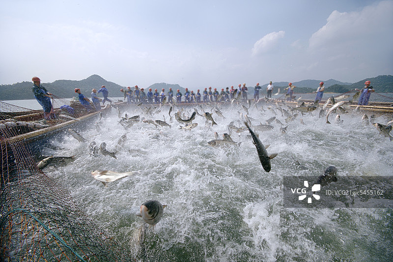 浙江省杭州千岛湖巨网捕鱼图片素材