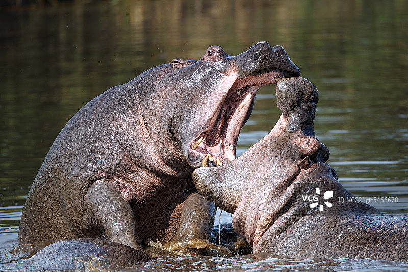 非洲肯尼亚图片素材