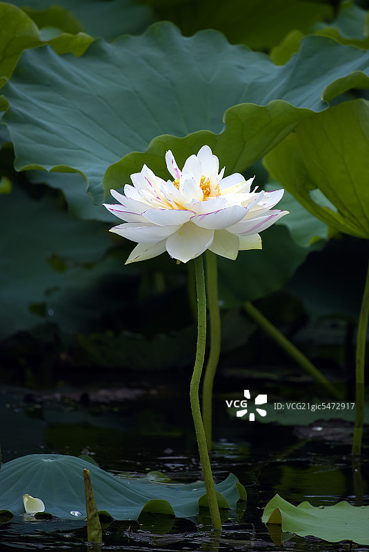 普者黑荷花图片素材