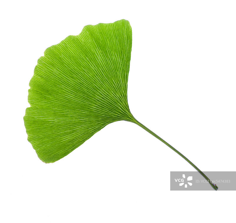 银杏叶图片素材