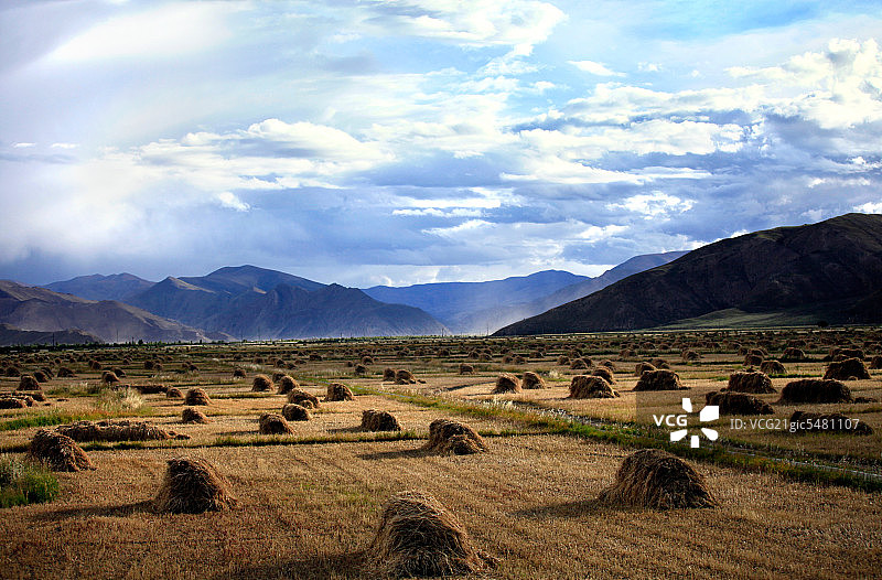 西藏青稞丰收图片素材