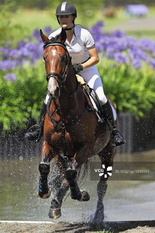 女骑手过水，马术赛事图片素材