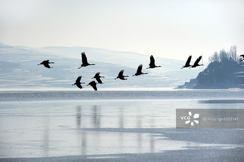 云南省念湖黑颈鹤自然保护区图片素材