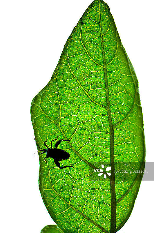 叶子上的昆虫图片素材