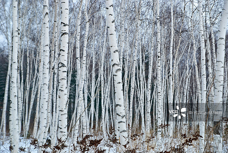 白桦树林图片素材