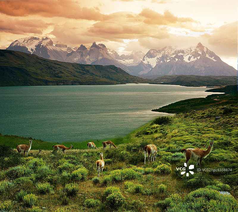 南极风光羚羊图片素材