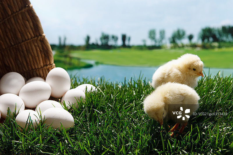 两只小鸡在草地上图片素材