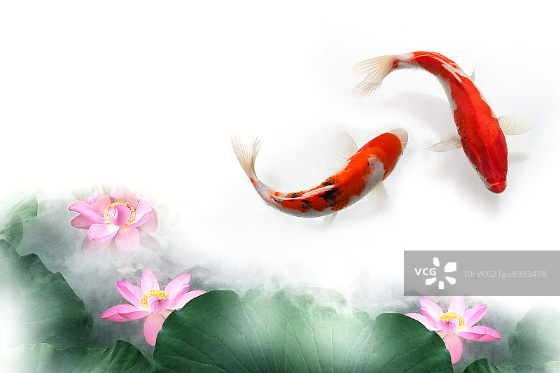 金鱼荷花数码合成片图片素材