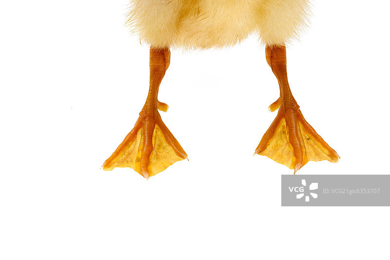 一只小鸭子的脚图片素材