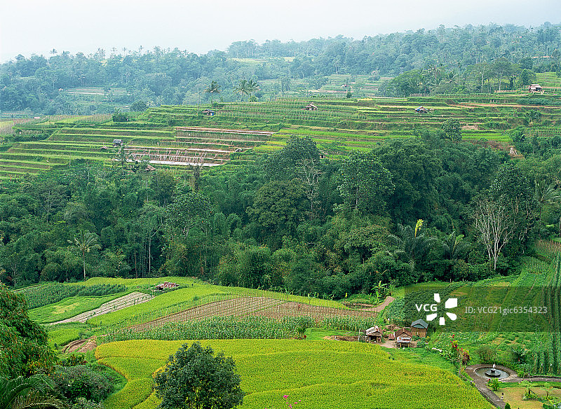 印度尼西亚巴厘岛种植园图片素材