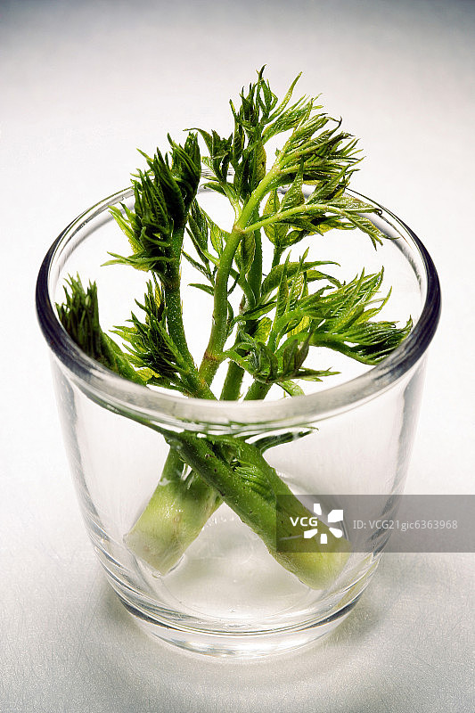 装在玻璃杯中的绿色蔬菜图片素材