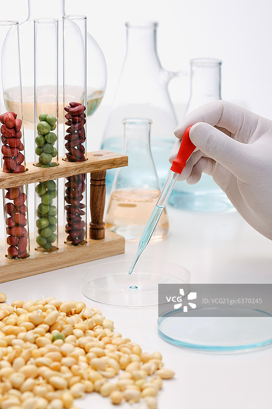 实验室观察谷物图片素材