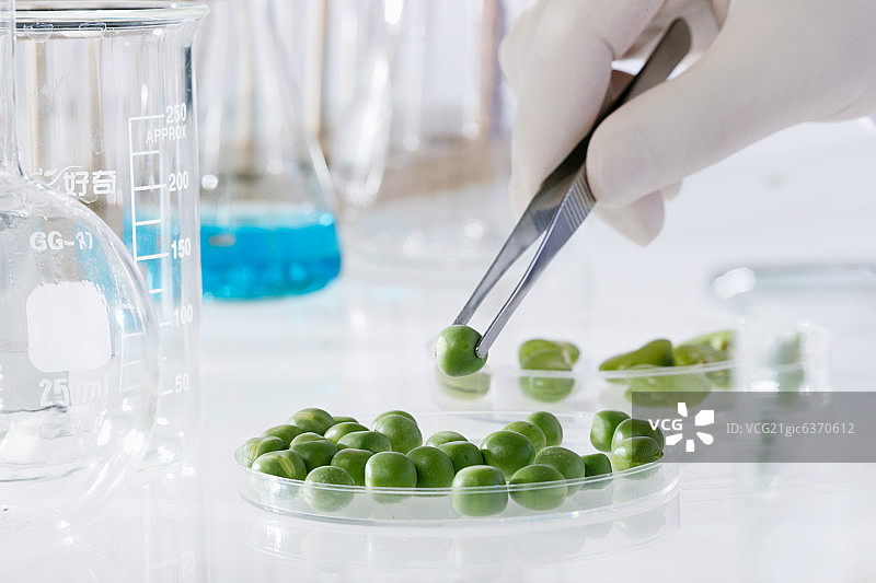 实验室观察青豆图片素材