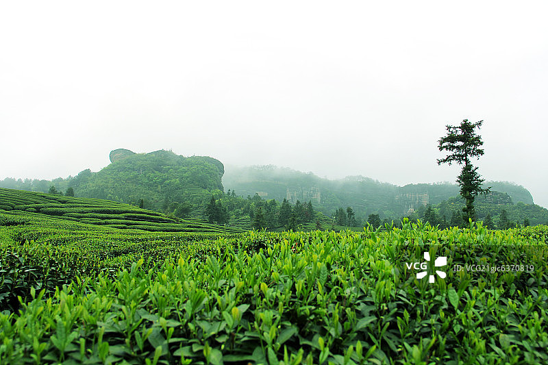 福建省武夷山茶园图片素材