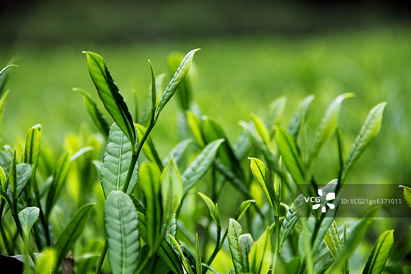 福建省武夷山茶园图片素材