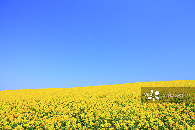 晴空下的芥菜田，留白区域图片素材