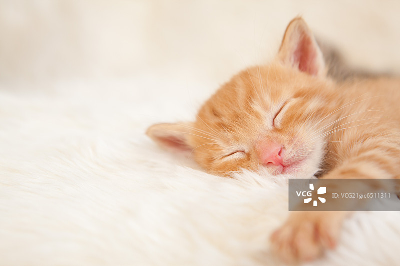 家猫睡觉图片素材